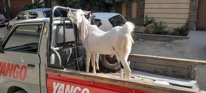 bakra for sale