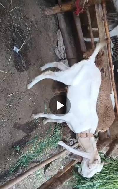 male khassi bakra kheera 2027 k liye