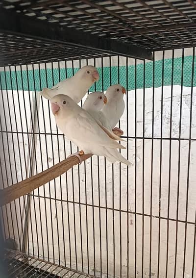 love bird breeder pair Jambo size