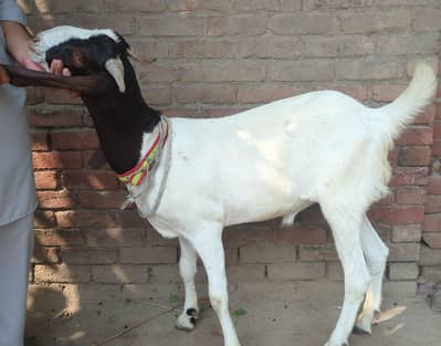 kami beshi b ho skti h