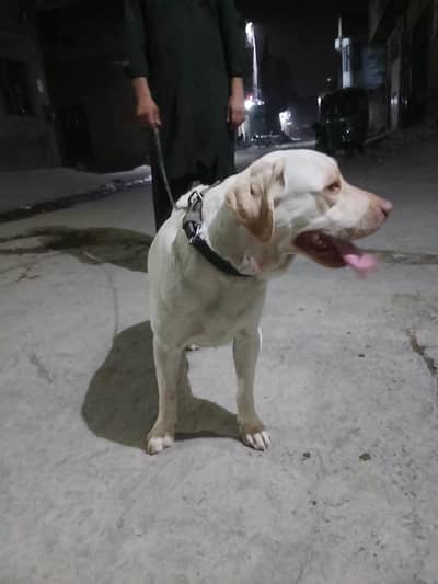labra female 9 month full playing family dog no. bite full bool playing