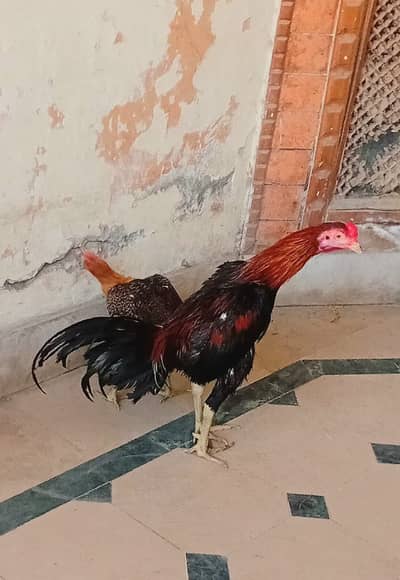 Pkoye Burmi . . . . . 313/-44/-51/-7-50