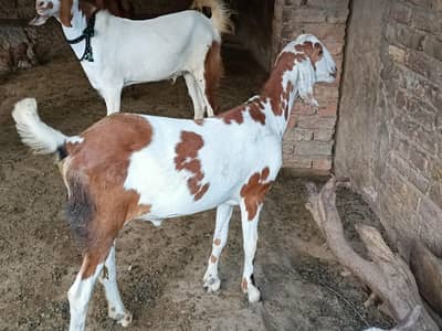 2 Dant khassi Goats for Qurbani 2026