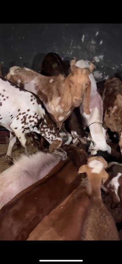Qurbani  ky bakray kg 1650/