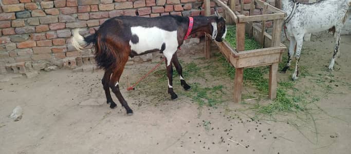 Bakra For Sale 2 Dant