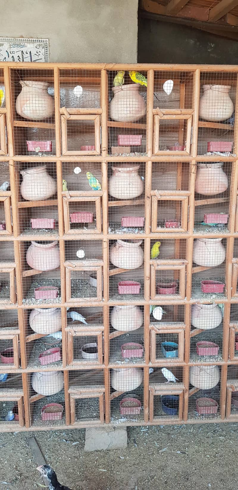 budgie setup 3