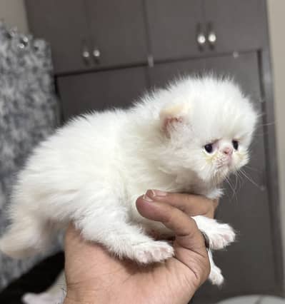 Beautiful pure Persian peki face kitten blue eyes
