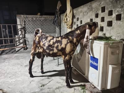 Qurbani k liye Bakra