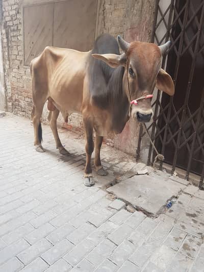 Bachra