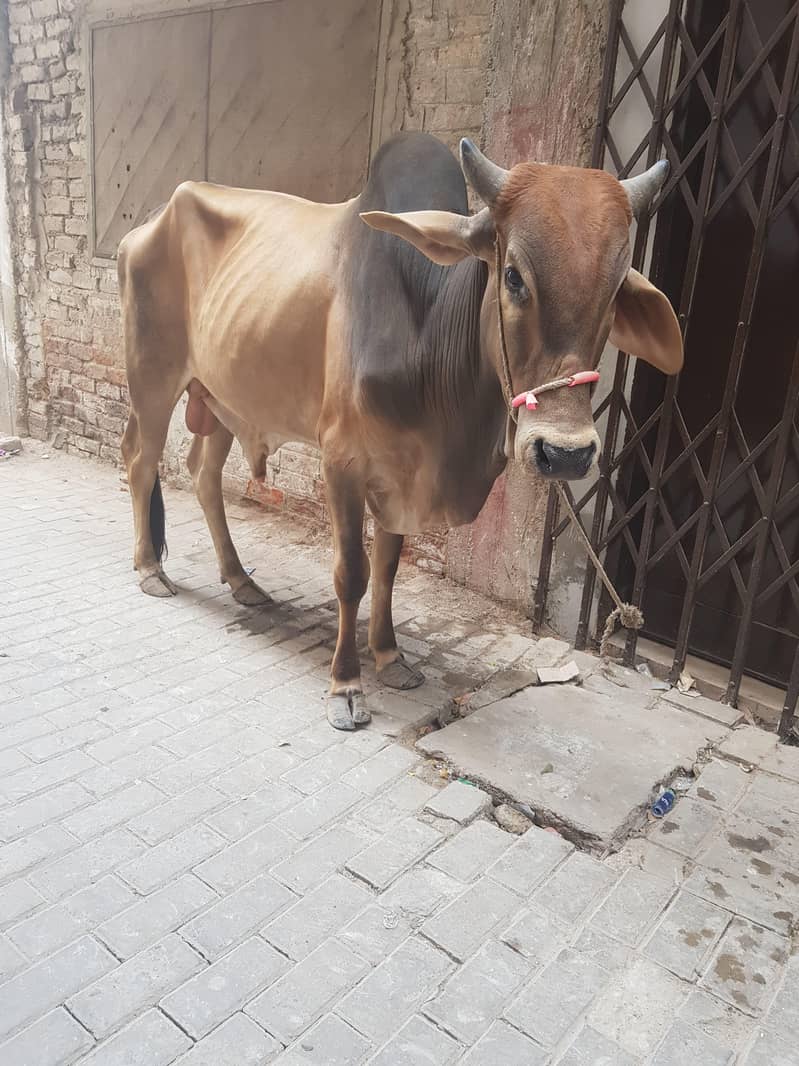 Bachra 0