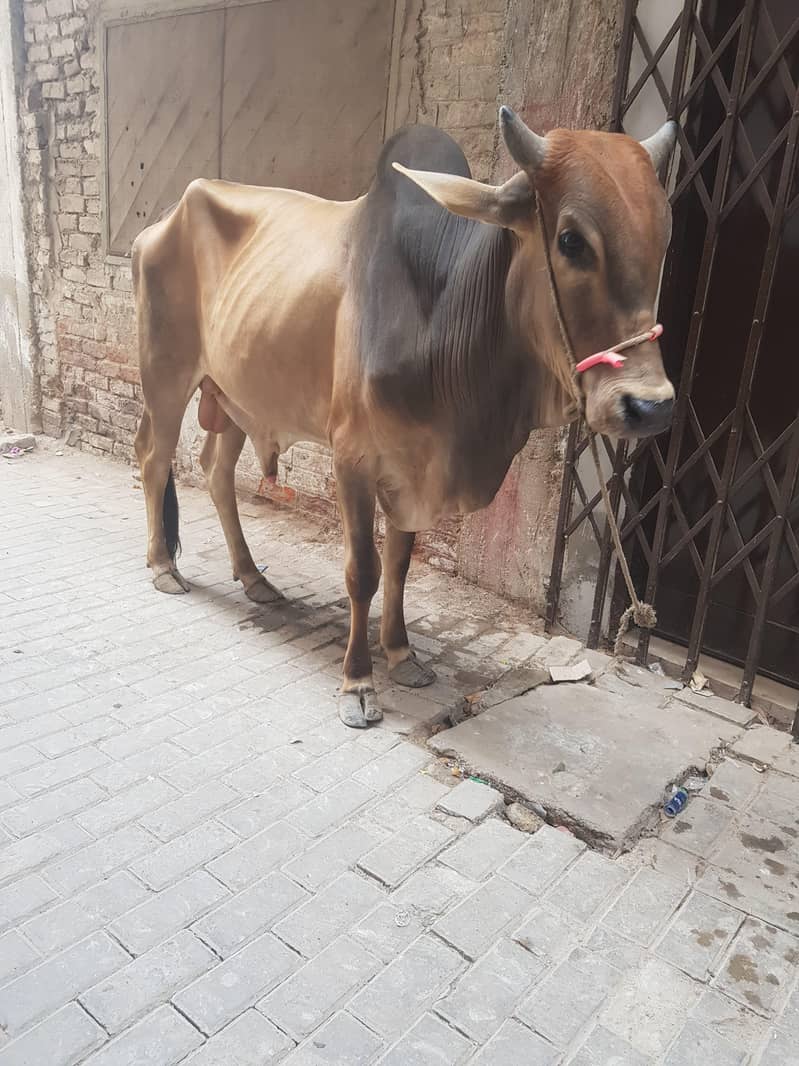 Bachra 1