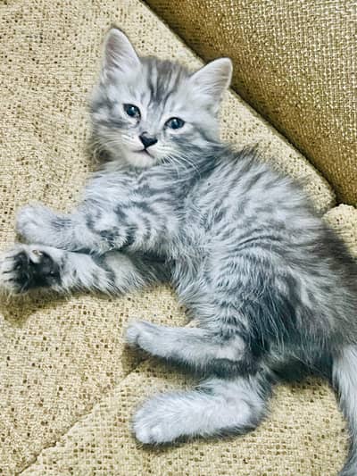 Persian Doll Cat