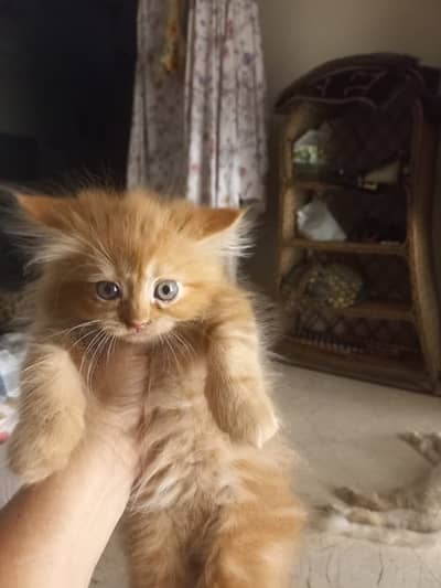 Kittens for sale