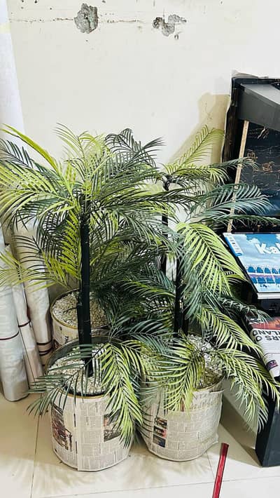 plants for sale excellent condition