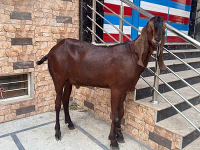 Nagra bakra for sale
