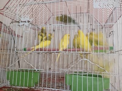 Pair of bagri parrot