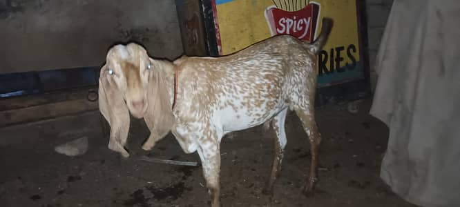 makkha cheeni bakra khassi rs60