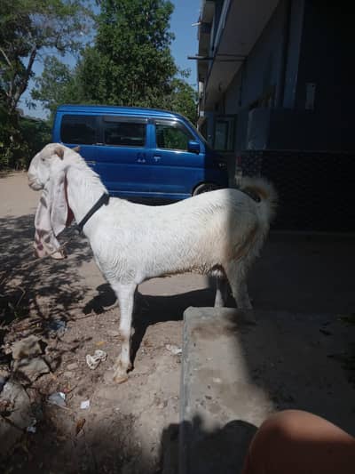 pure gulabi jhalar wali fresh patt for qurbani nd shok krne k lie