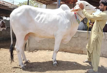 Sibbi bull 2 teeth 7 mann Karachi Bhains colony mandi