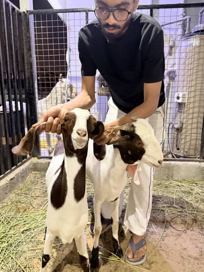 Quality goat bache male female