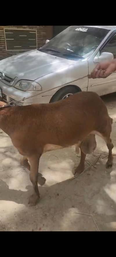 chakki Wala dumbo 03151243510