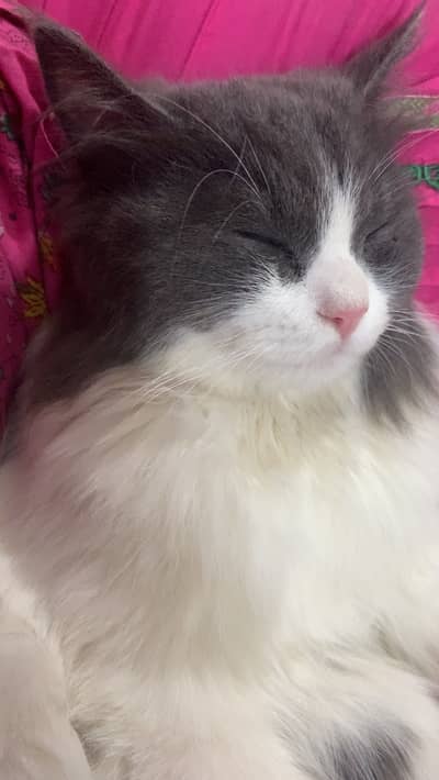 Pair of persian Cats , Vaccinated and litter trained breeder pair