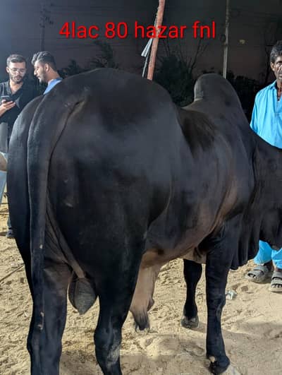 cow for sale
