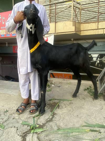 home raised, Healthy Bakray for Qurbani – (Affordable prices)