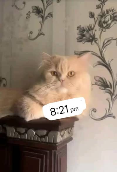 Persian cat for sale