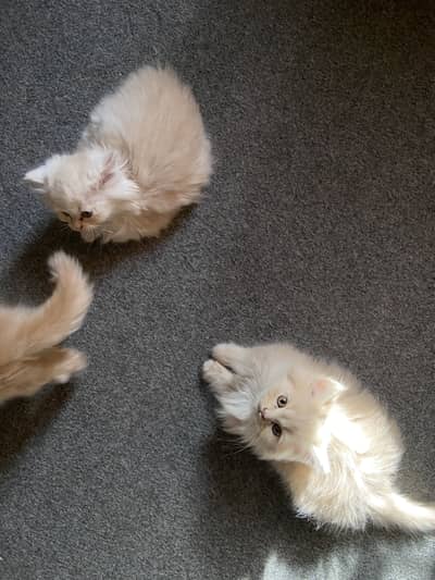 Persian Kittens 3 Coat