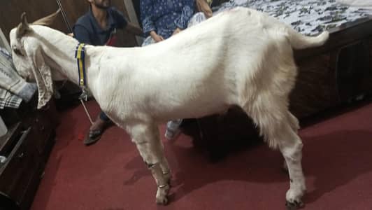 Bakra for sale