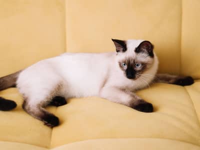 Siamese Himaliyan breed cat active and strong cat