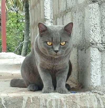 British shorthair male for stud