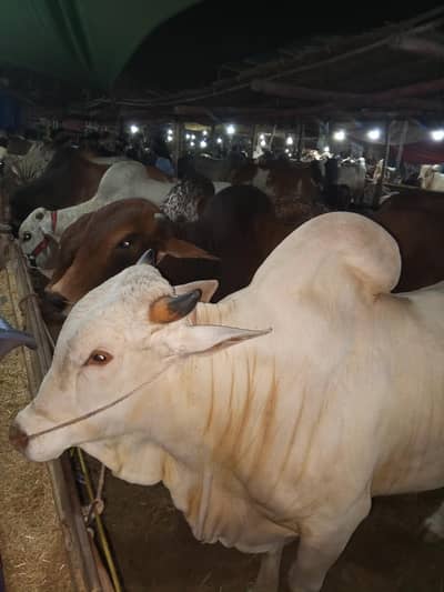 qurbani k sehat mand bachrey