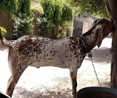 makhi cheena home breed (2 dant)