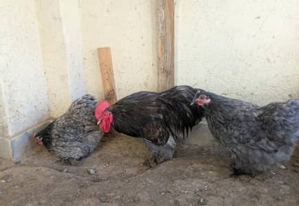 Bantam Set For sale