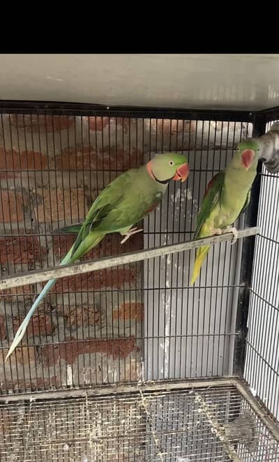 Raw parrot pair