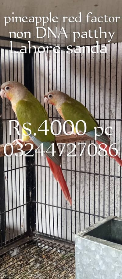 pineapple conure non DNA pc