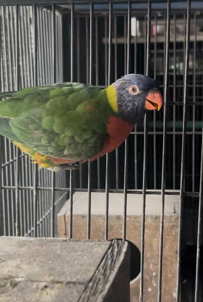 yellow parrot and lory