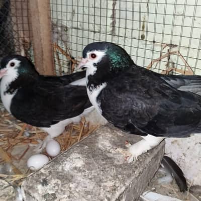 sherazi breeder pair with eggs fertile.