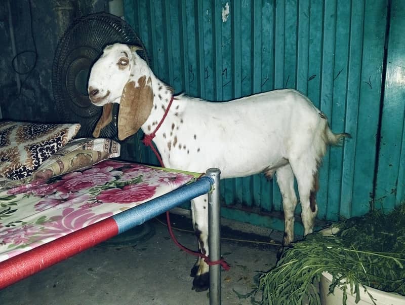Donda bakra 0