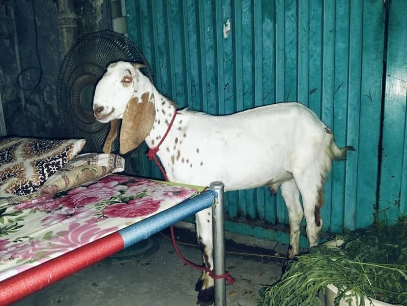 Donda bakra 1