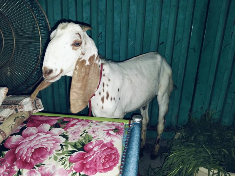 Donda bakra 2