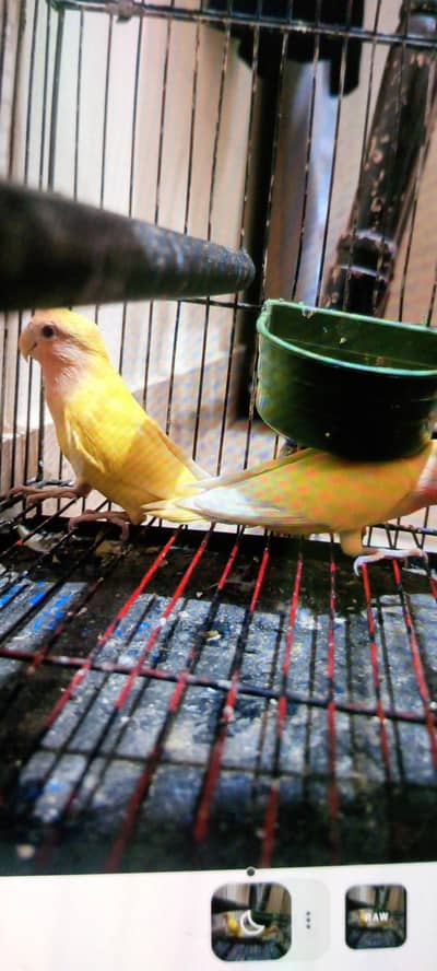 Lutino 2 pcs home breed