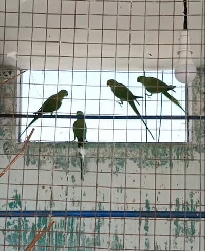 2 ringneck pairs