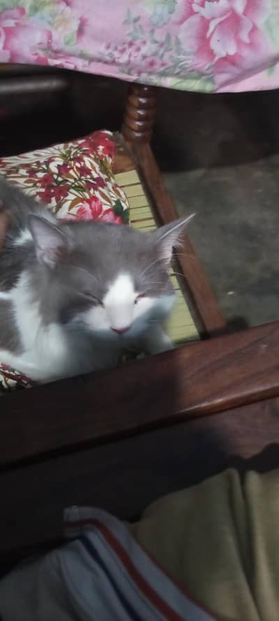 cate sale