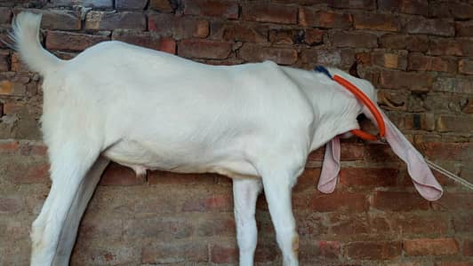 ak bakra or ak dumba