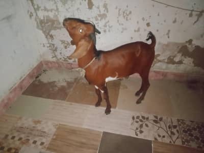 Teddi tappra bakra