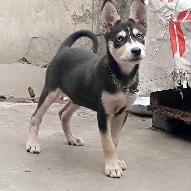 Puppy 0