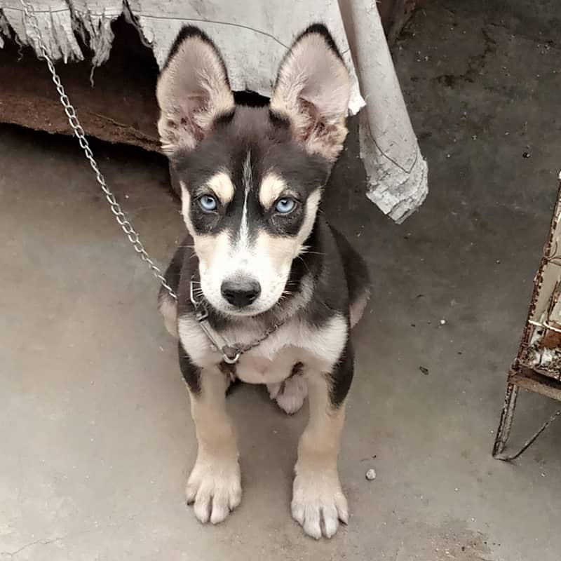 Puppy 2
